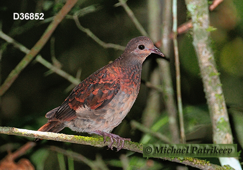 Ruddy Quail-Dove (Geotrygon montana)